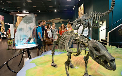 Group touring dinosaur exhibit at museum in Darwin.