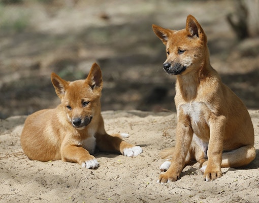 Maru Koala & Animal Park tickets