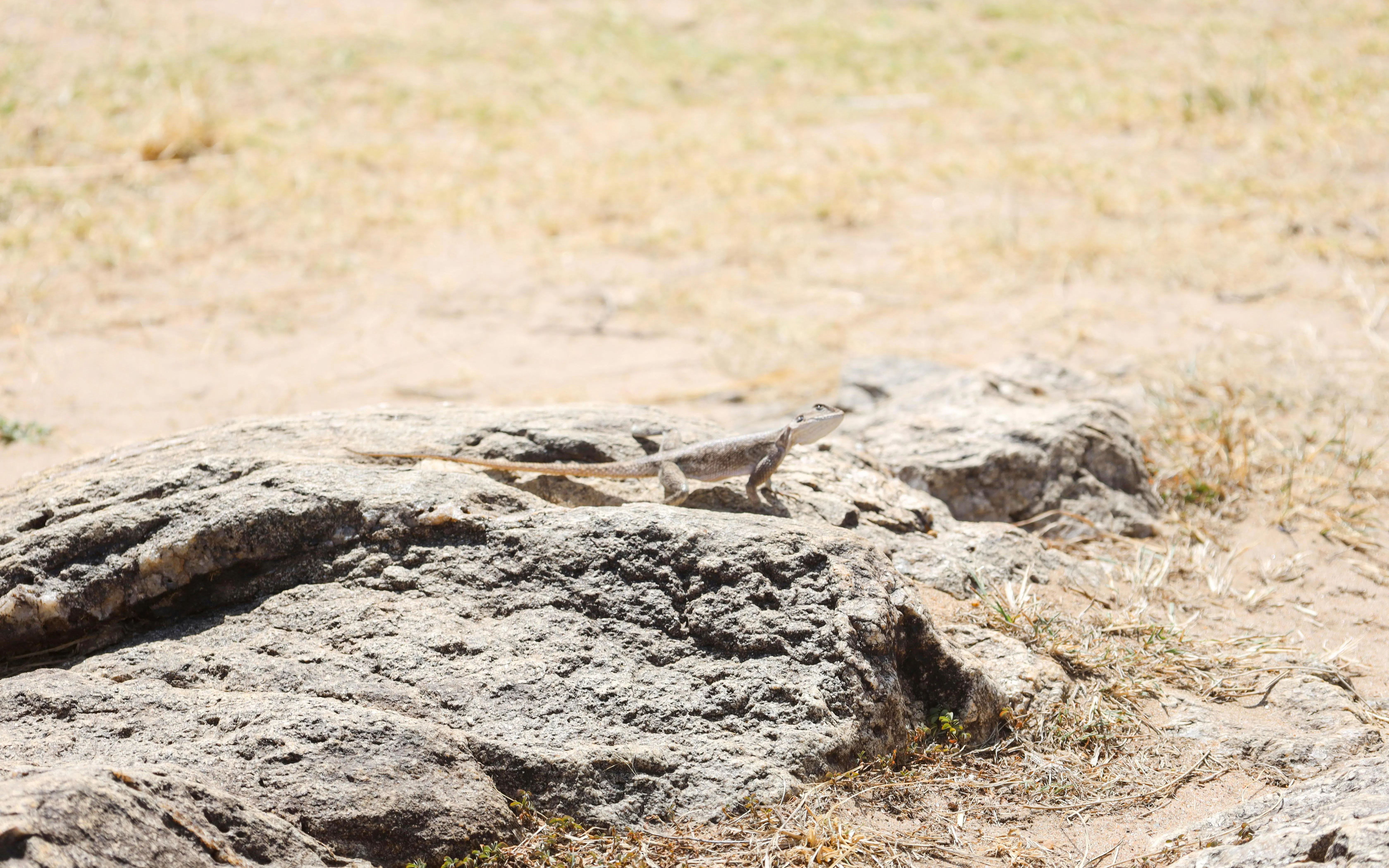Lizard on rocks in Masai Mara, Kenya.