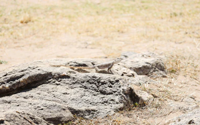 Lizard on rocks in Masai Mara, Kenya.