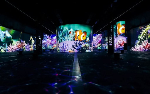 phoenix des lumières: wunderwelt ozean – ein immersiver tauchgang-5