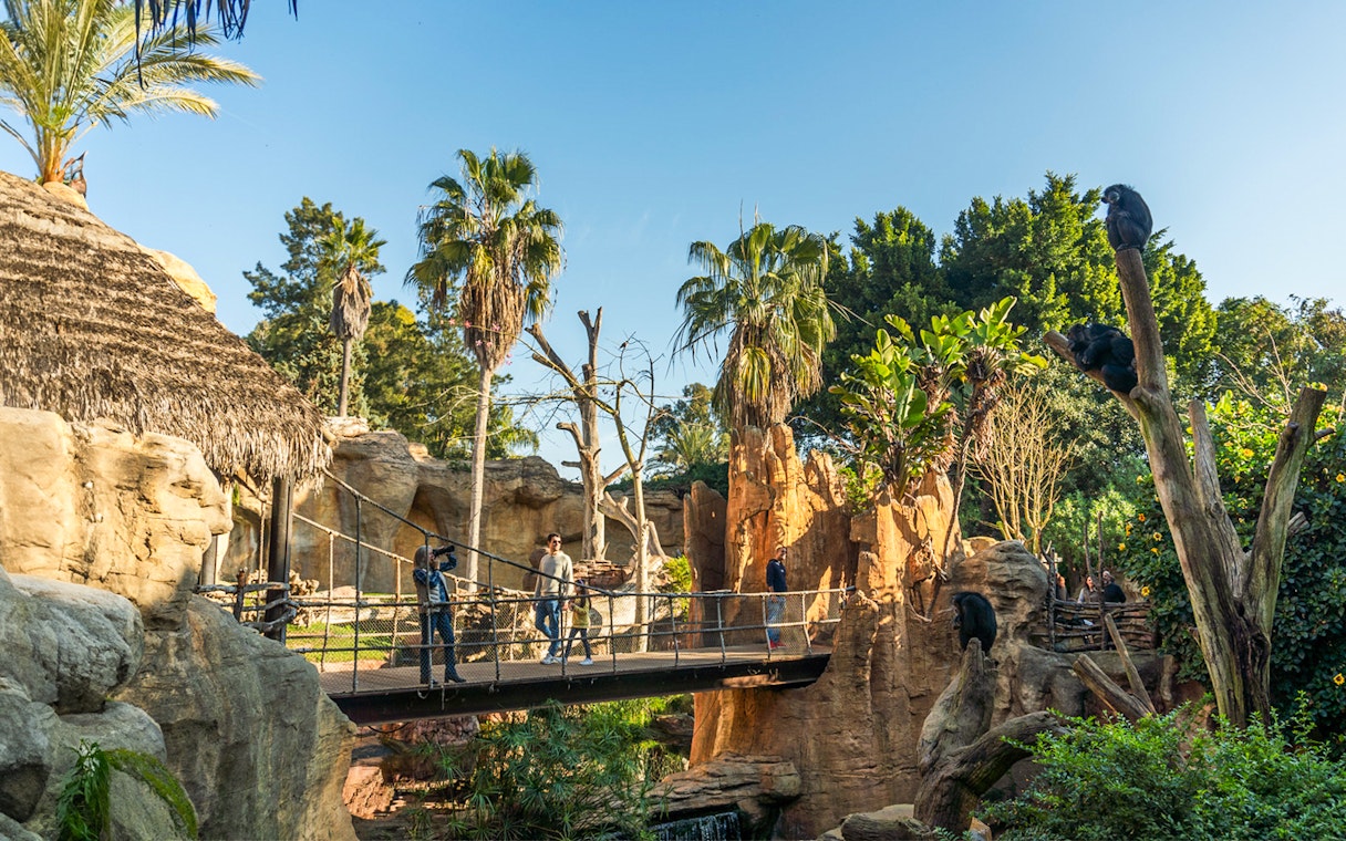 Visitors on a wooden bridge at Bioparc Fuengirola, Spain, surrounded by lush greenery and primates.