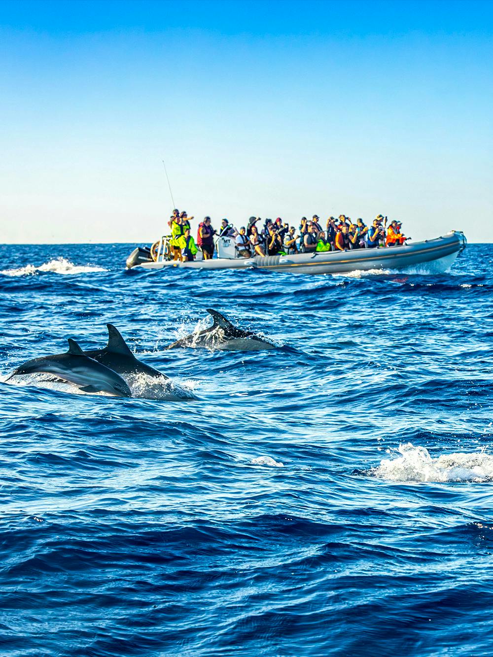 Observation des baleines aux Açores