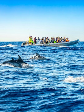 Azores Whale Watching