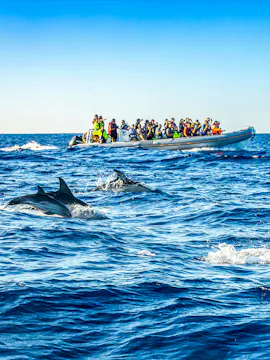 Observation des baleines aux Açores