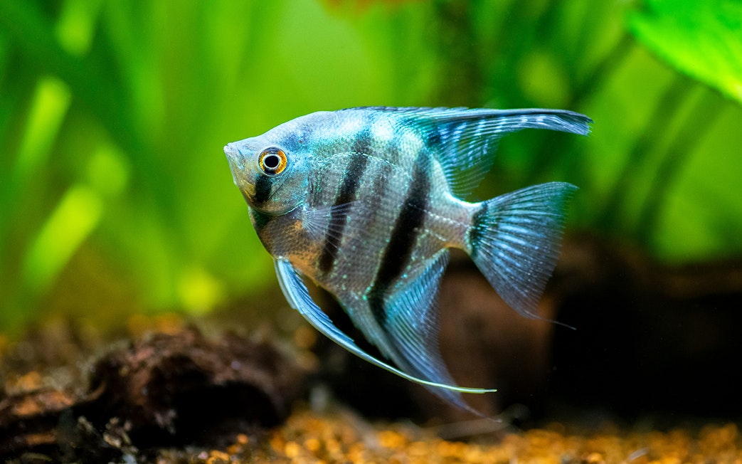 Zebra Angelfish swimming in Aquarium de Paris' vibrant underwater world.