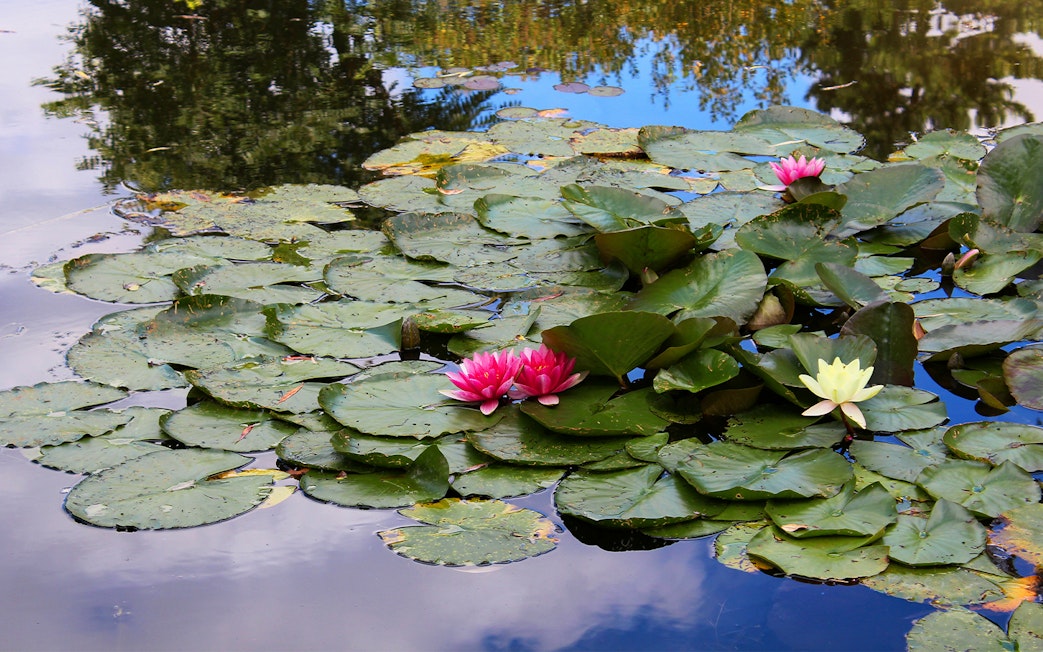 Water lilies on a pond in Monet's Garden, Giverny, France.
