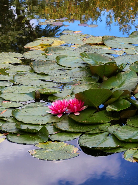 Water lilies on a pond in Monet's Garden, Giverny, France.