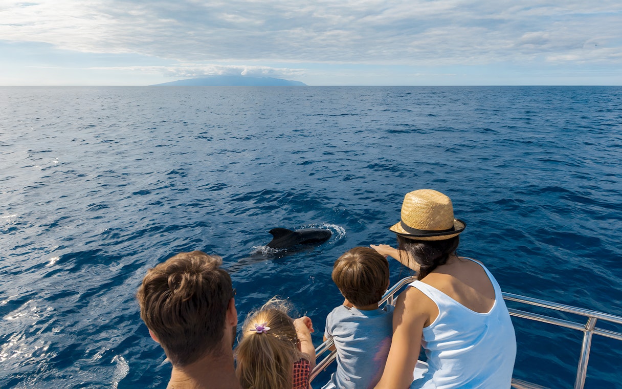 People observing dolphins from a catamaran during a whale and dolphin watching cruise.