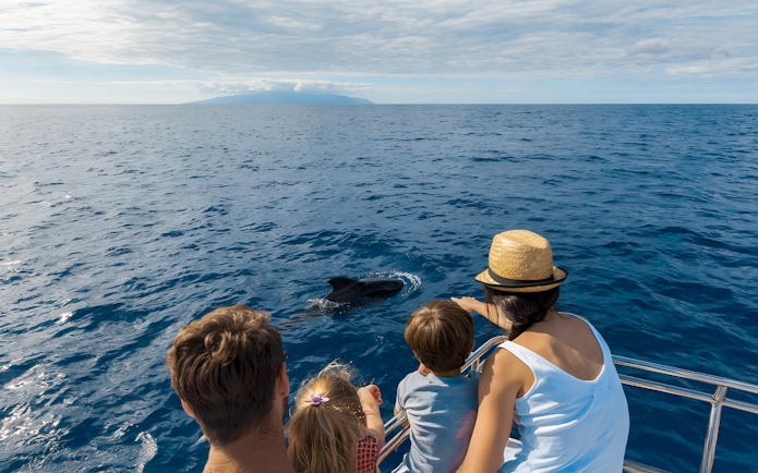 People observing dolphins from a catamaran during a whale and dolphin watching cruise.