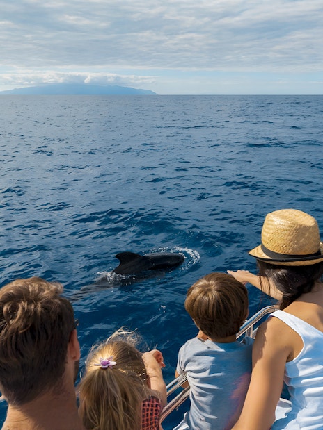 People observing dolphins from a catamaran during a whale and dolphin watching cruise.