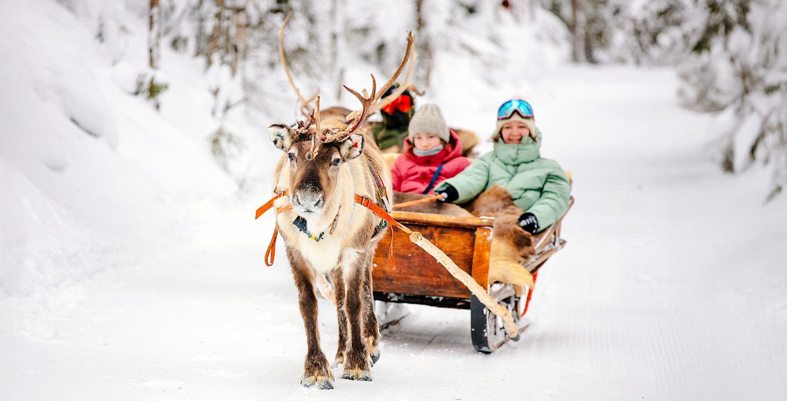 Reindeer pulling a sled with people through snowy forest in Rovaniemi.