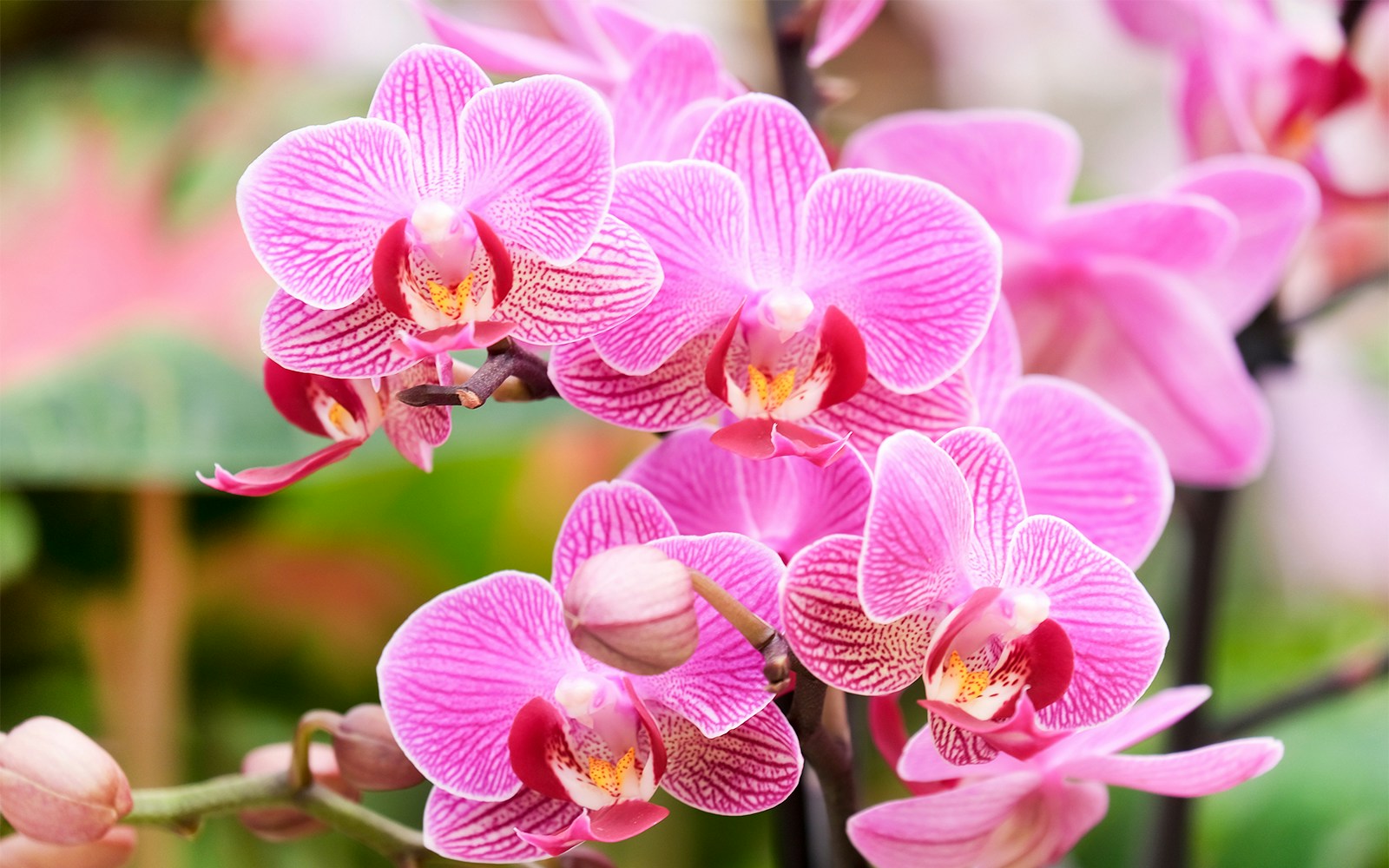 Blooming phalaenopsis orchids at the Orchid Show, New York Botanical Garden.