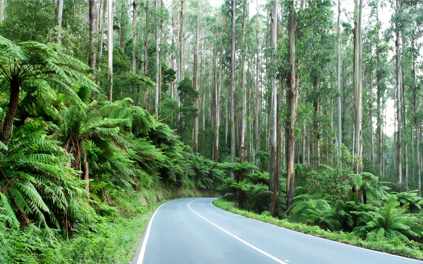 The Black Spur in Australia