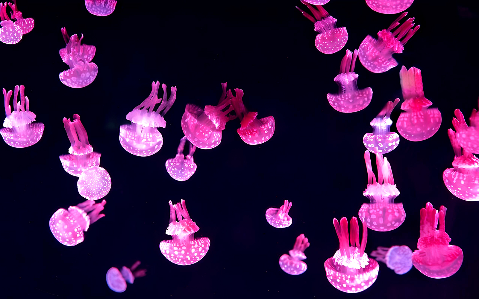 Jellyfish display at Jamsil Lotte World Aquarium in Seoul.