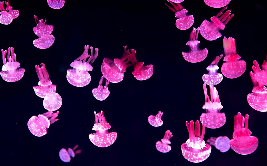 Jellyfish display at Jamsil Lotte World Aquarium in Seoul.