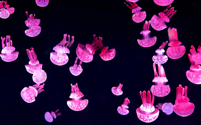 Jellyfish display at Jamsil Lotte World Aquarium in Seoul.