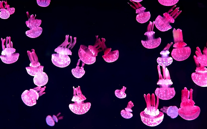 Jellyfish display at Jamsil Lotte World Aquarium in Seoul.