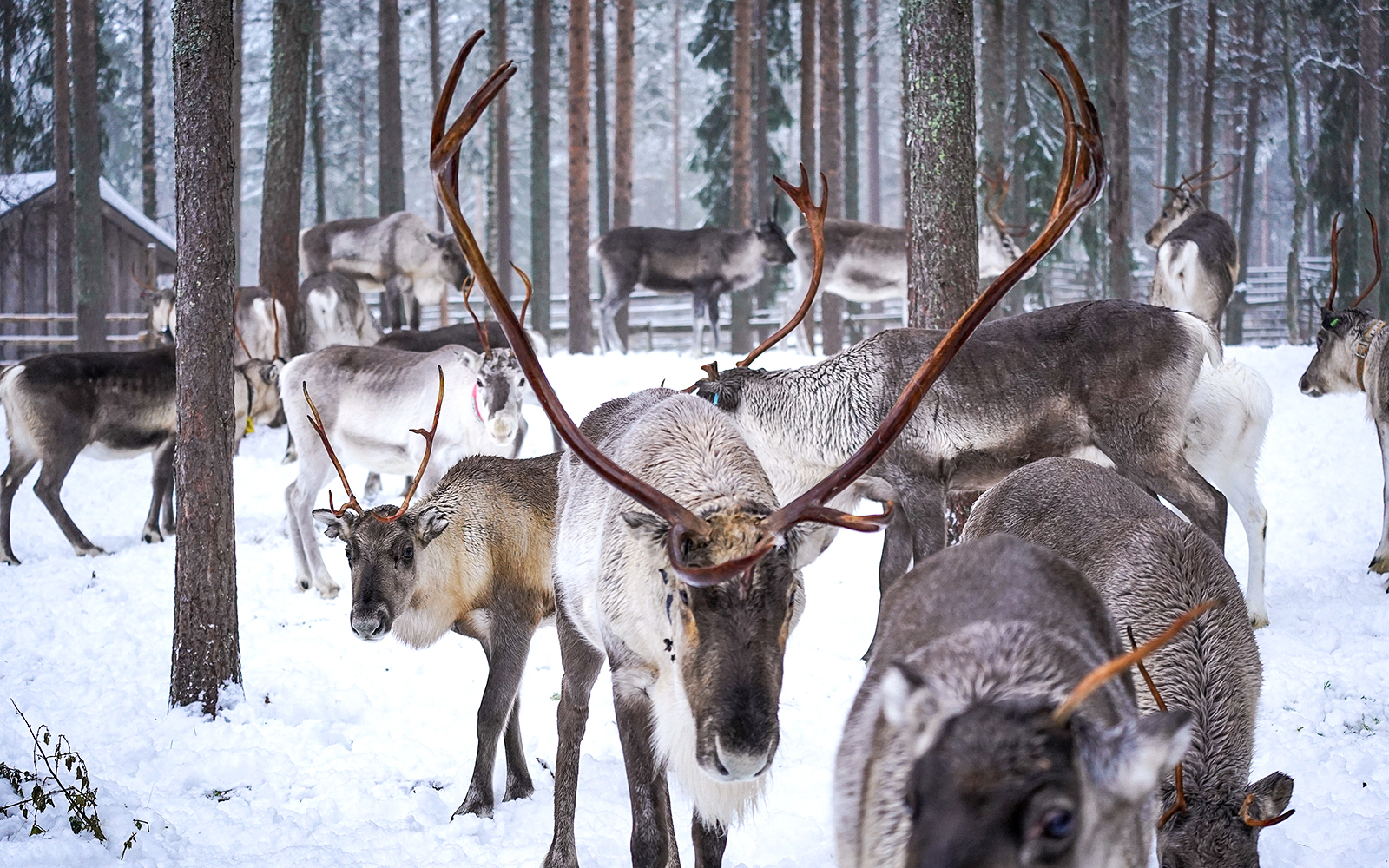 Reindeer grazing in snowy forest at Rovaniemi reindeer farm.