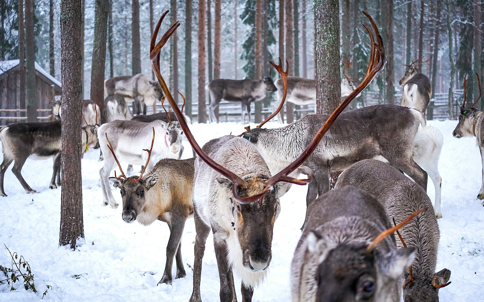 Reindeer grazing in snowy forest at Rovaniemi reindeer farm.