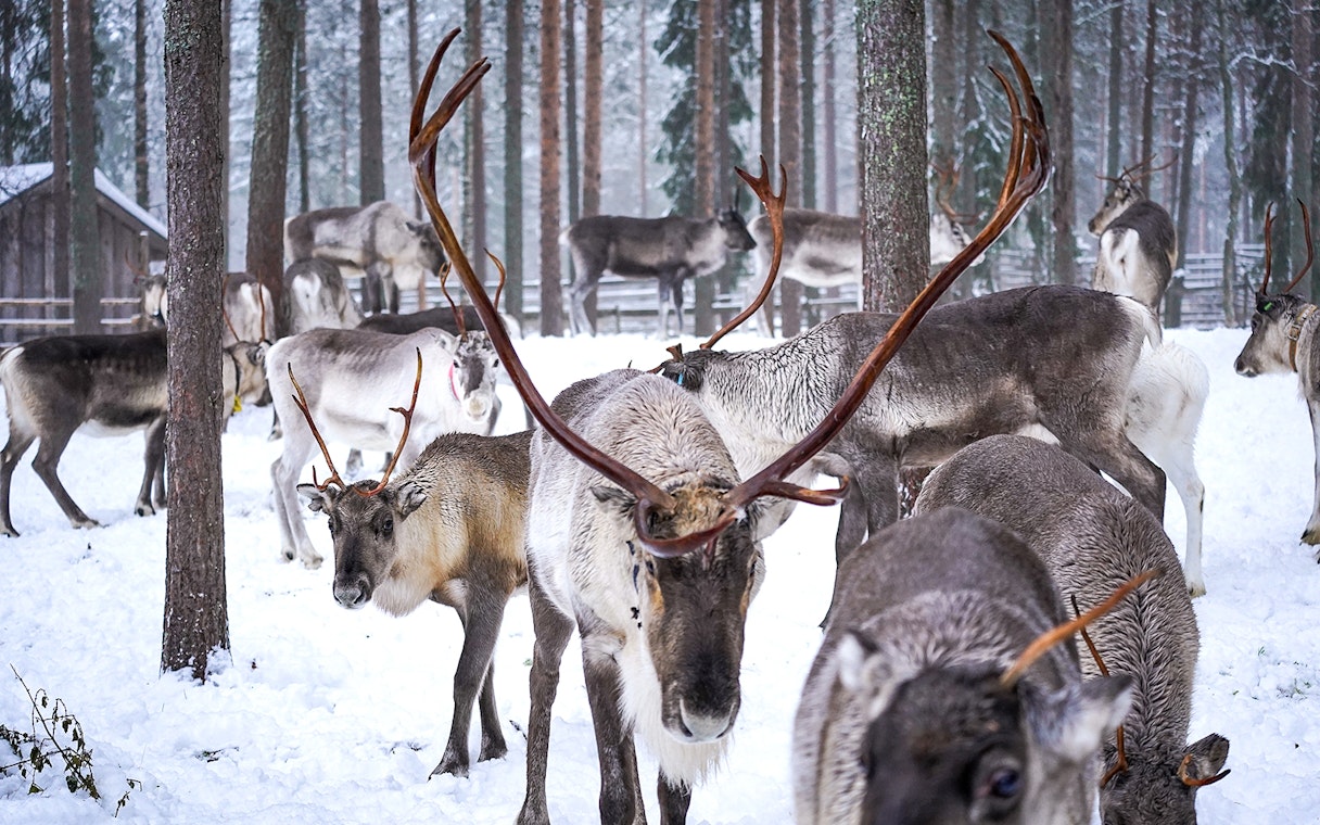 Reindeer grazing in snowy forest at Rovaniemi reindeer farm.