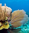 Vũng Bầu Coral Garden