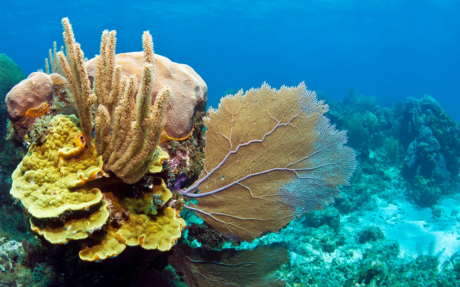 Scroll Coral in a reef