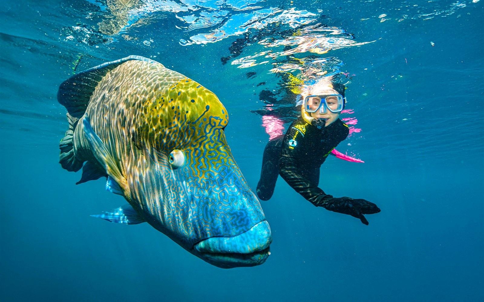 Snorkeler swimming with a large fish at the Great Barrier Reef near Cairns.