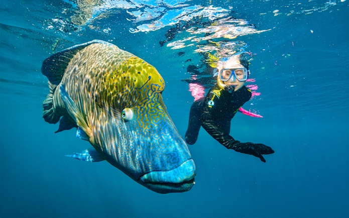 Snorkeler swimming with a large fish at the Great Barrier Reef near Cairns.