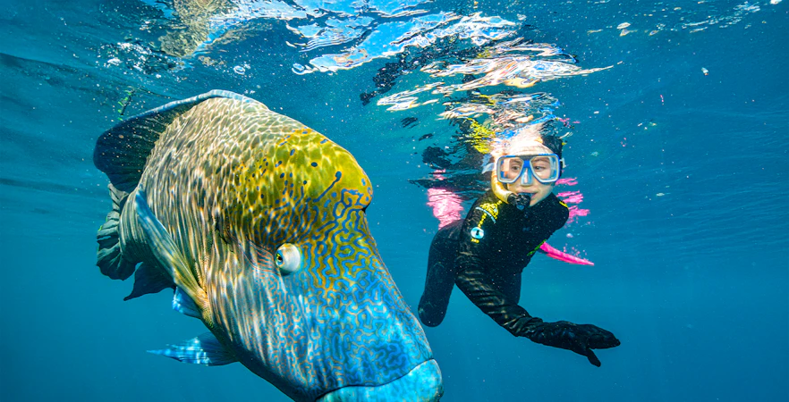Snorkeler swimming with a large fish at the Great Barrier Reef near Cairns.