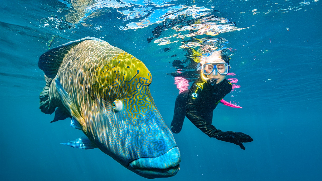 Snorkeler swimming with a large fish at the Great Barrier Reef near Cairns.