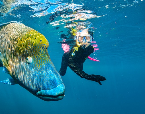 Snorkeler swimming with a large fish at the Great Barrier Reef near Cairns.