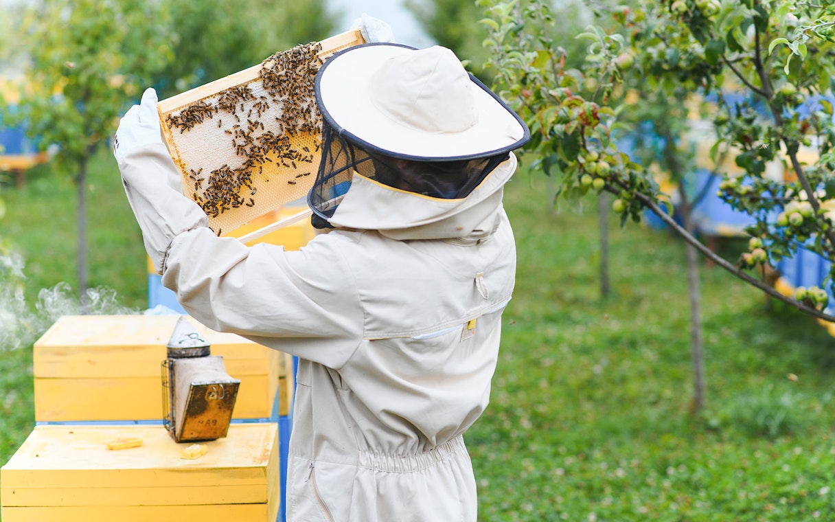 Beekeeper inspecting honeycomb frame at a honey farm in Phuket.