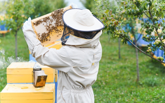 Beekeeper inspecting honeycomb frame at a honey farm in Phuket.