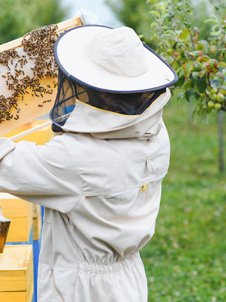 Beekeeper inspecting honeycomb frame at a honey farm in Phuket.