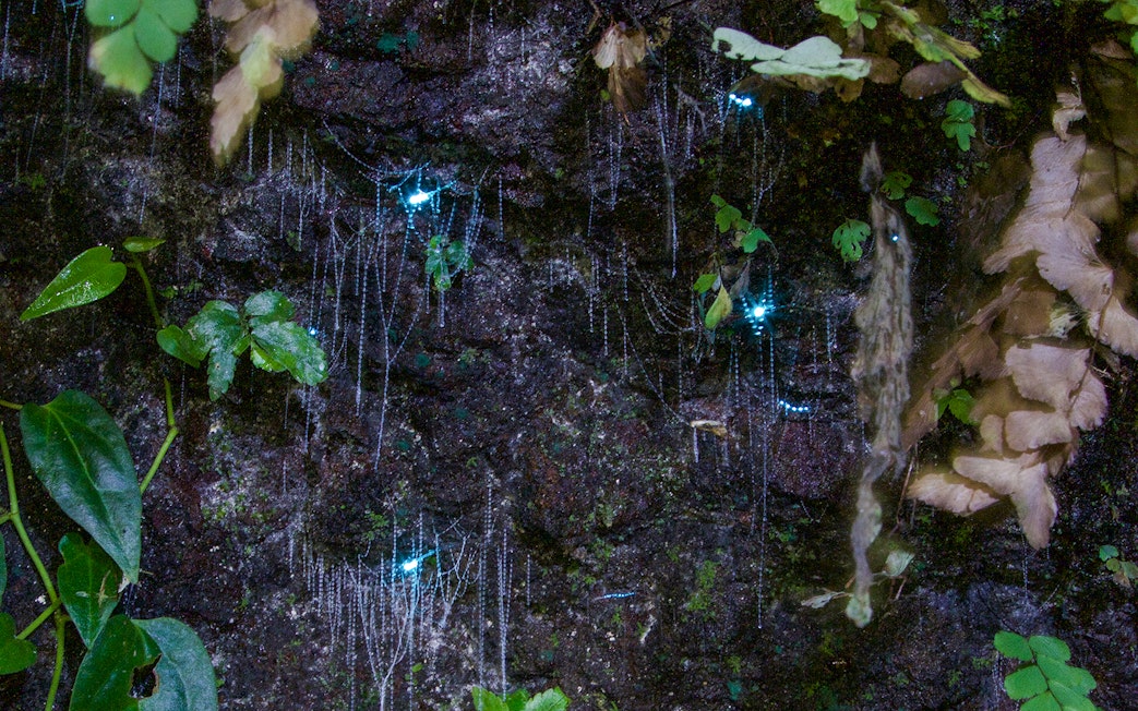 Glow worms illuminating a rainforest wall during the Evening Rainforest & Glow Worm Experience.