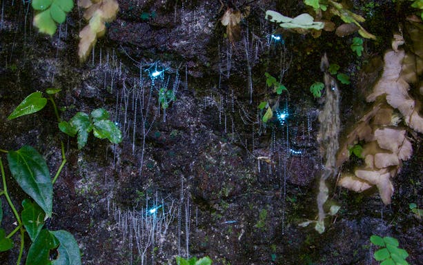 Glow worms illuminating a rainforest wall during the Evening Rainforest & Glow Worm Experience.