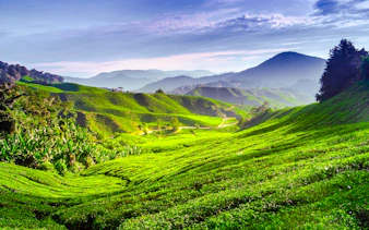 from kuala lumpur: private cameron highlands tour-3