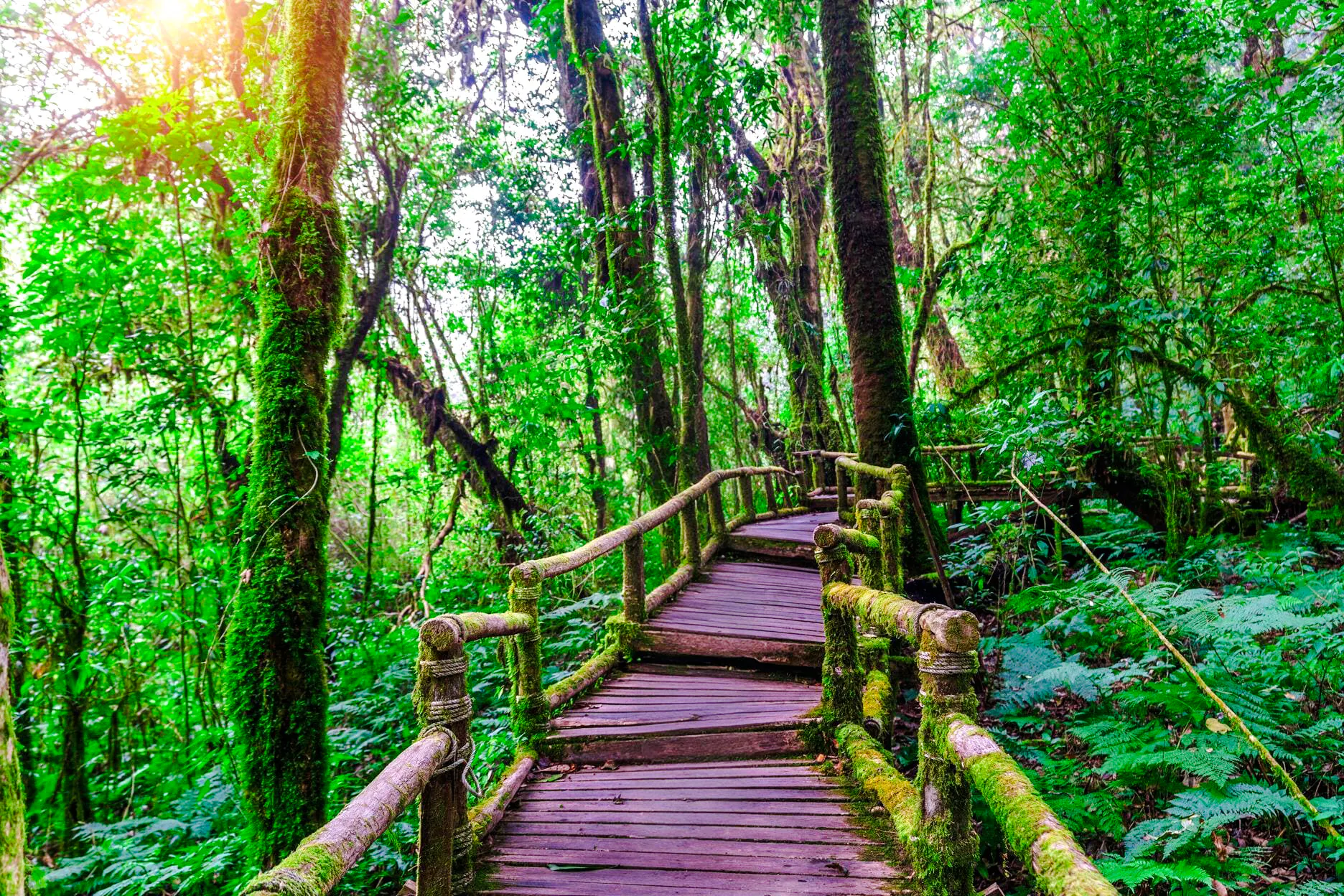 from chiang mai: doi inthanon national park tour-9