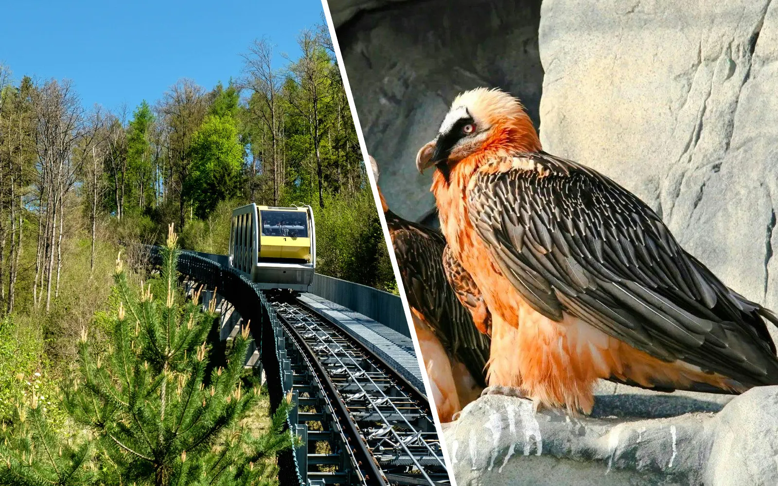 Hungerburgbahn funicular in Innsbruck and bearded vulture at Alpenzoo, Austria.