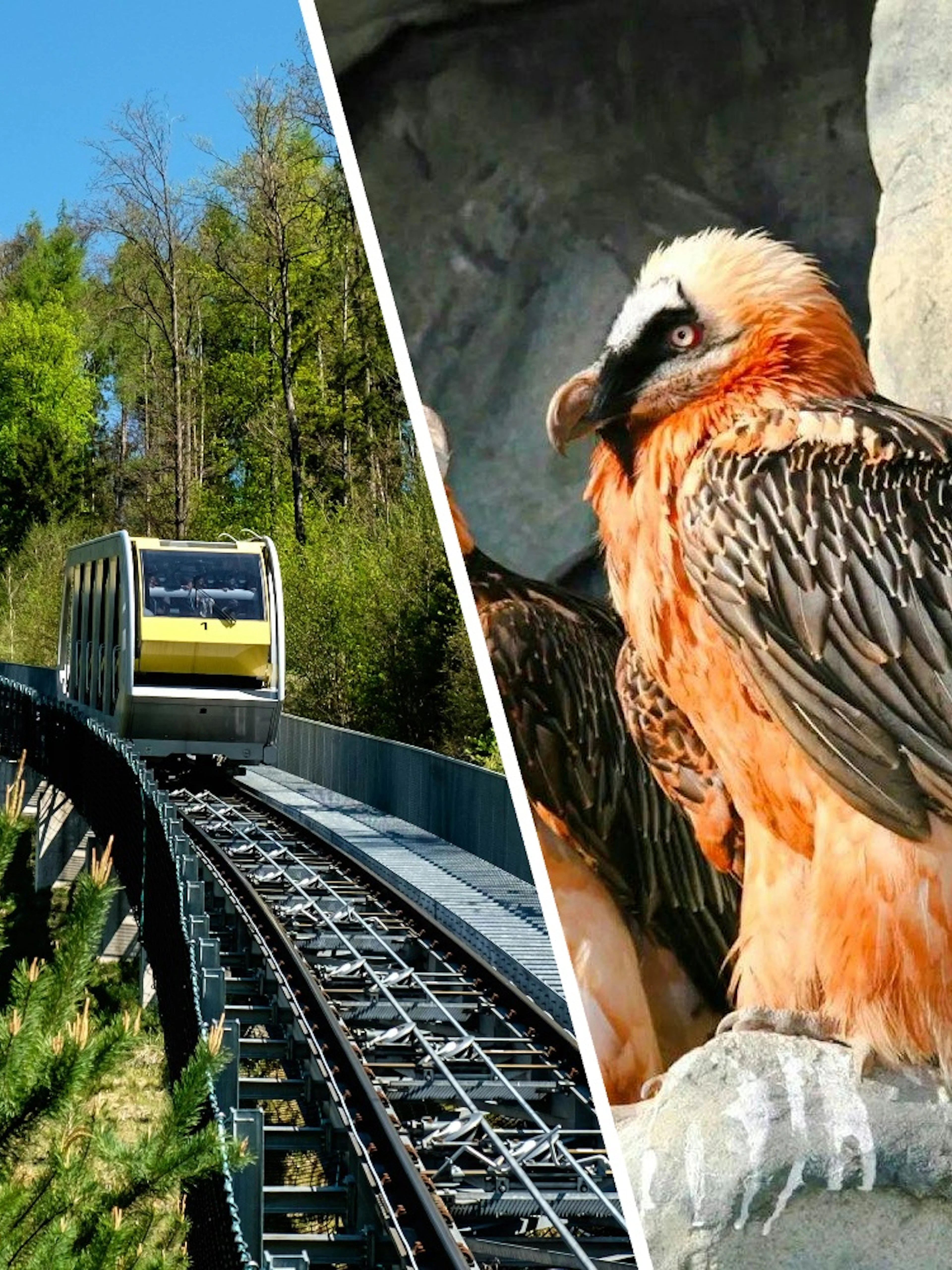 Hungerburgbahn funicular in Innsbruck and bearded vulture at Alpenzoo, Austria.