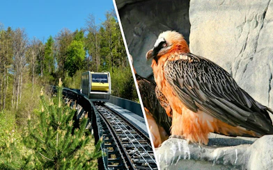 Hungerburgbahn funicular in Innsbruck and bearded vulture at Alpenzoo, Austria.