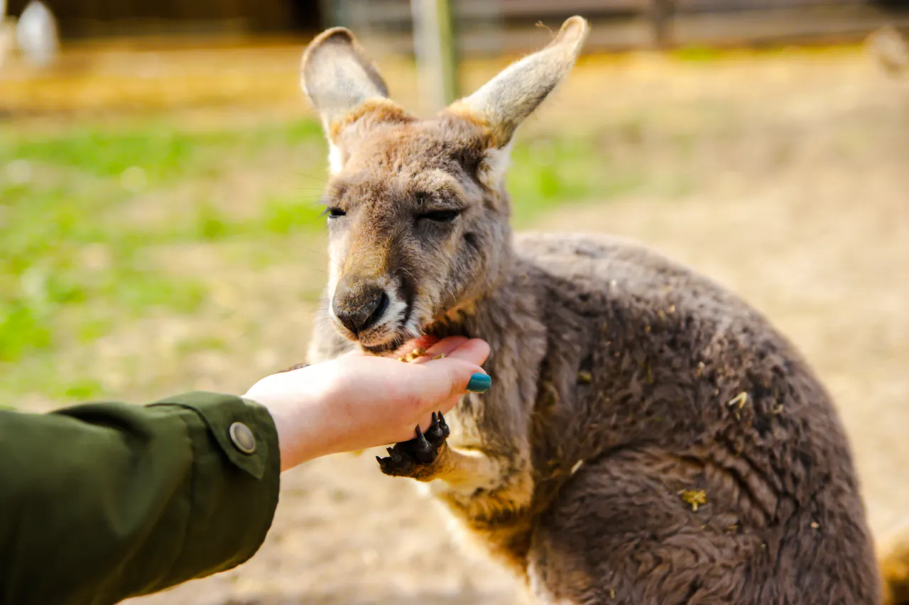 Kangaroo being fed by hand at Wollongong wildlife park near Sydney.