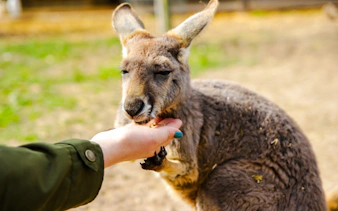 Kangaroo being fed by hand at Wollongong wildlife park near Sydney.