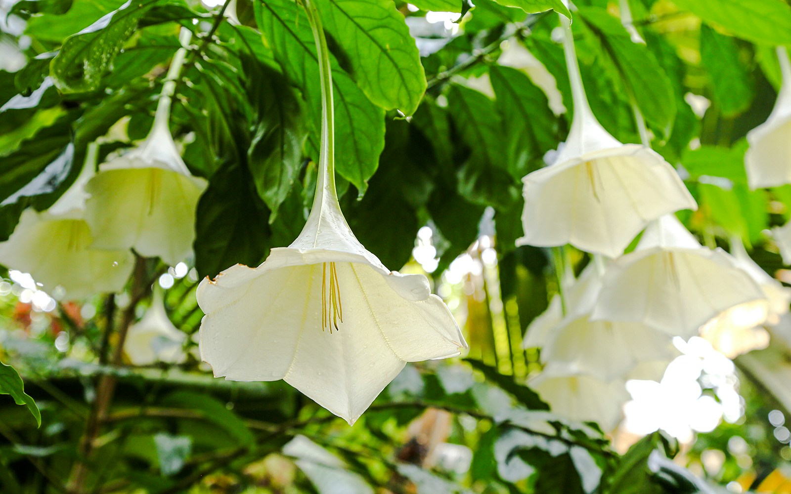 Blooming Osa pulchra shrub with white buds and green leaves.
