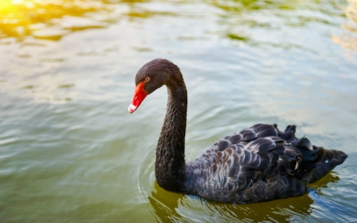 Black swan swimming on a sunlit lake.