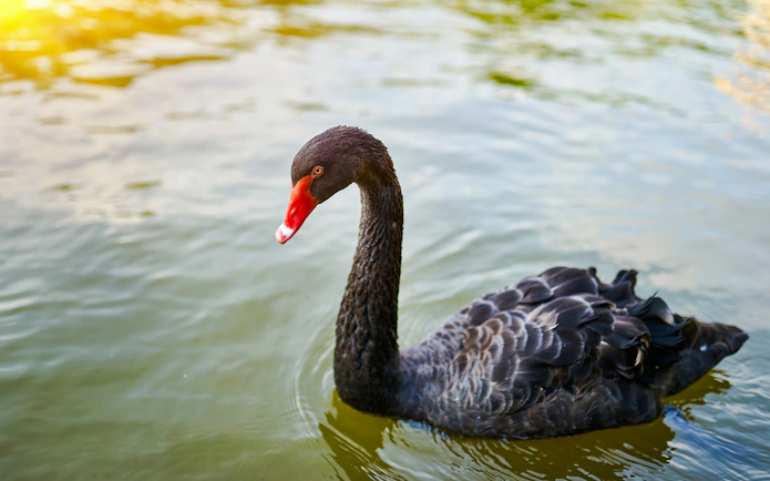 Black swan swimming on a sunlit lake.