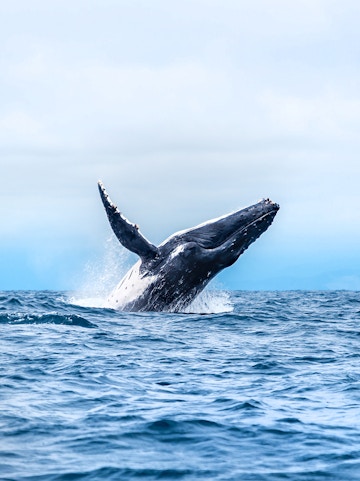 Humpback whale breaching during whale watching tour in Los Angeles.
