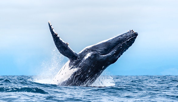 Humpback whale breaching during whale watching tour in Los Angeles.
