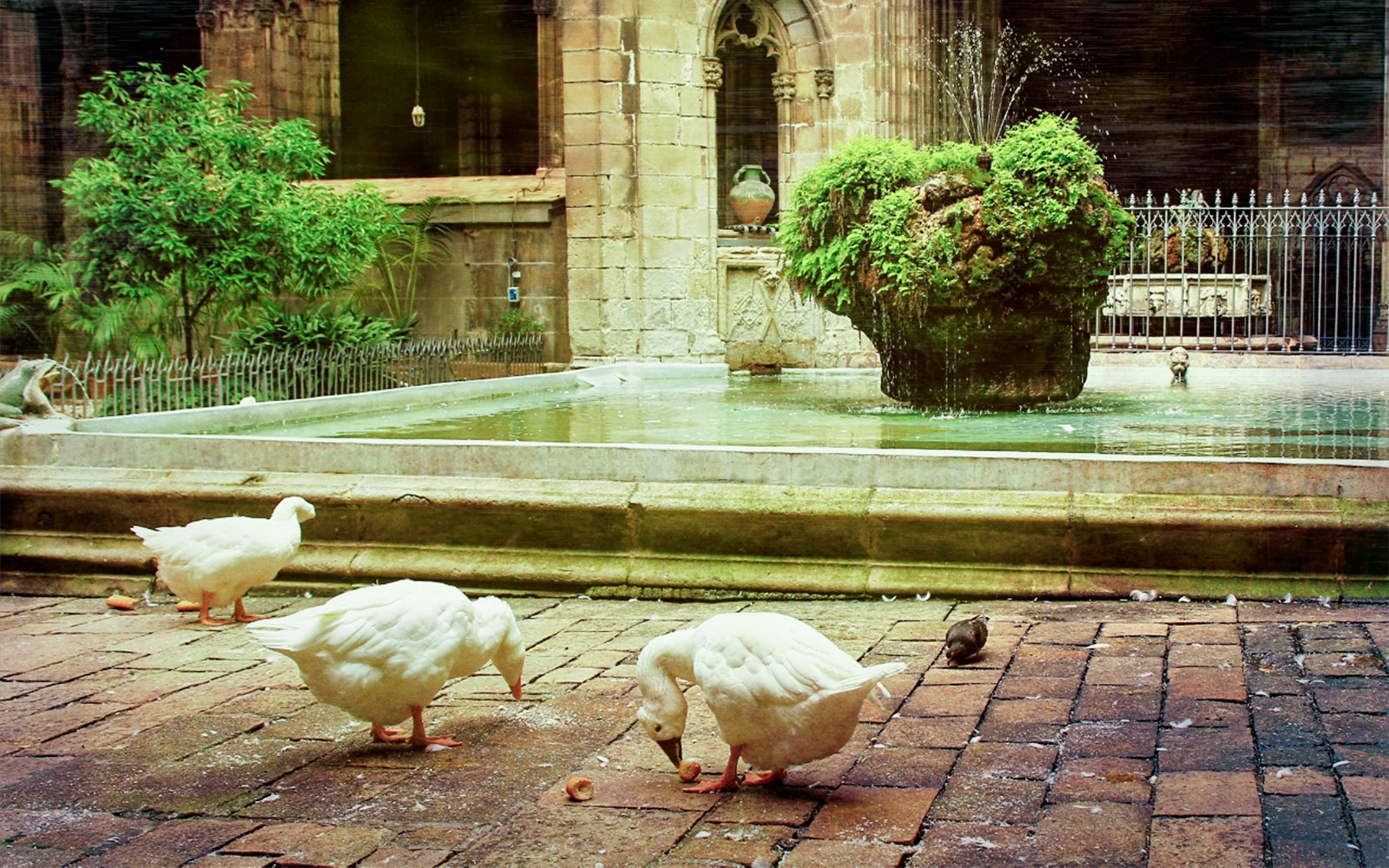 Geese by the fountain in the cloister of Barcelona Cathedral.